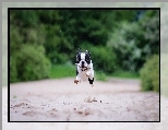 Boston terrier, Bieg